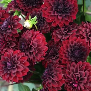 Black Satin Dahlia Tubers