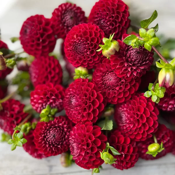 Cornel Red Dahlia Tubers