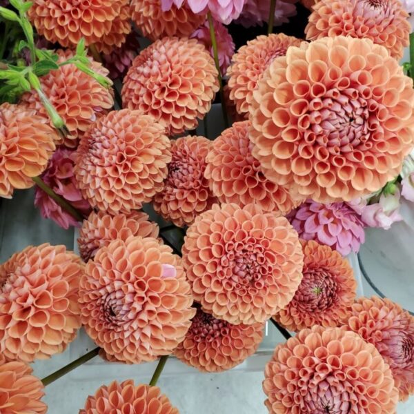 Cornel Bronze Dahlia Tubers