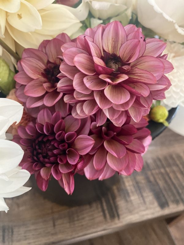 Night Silence Dahlia
