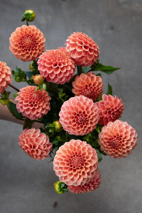 Rose Tuscano Dahlia