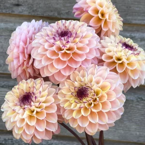 Wine-Eyed Jill Dahlia