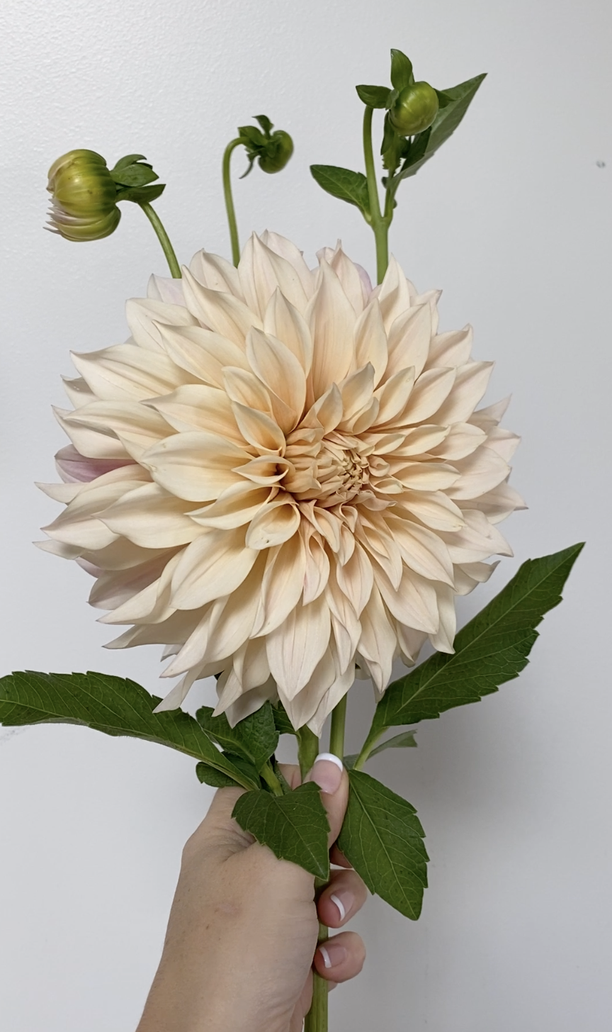 Café Au Lait Dahlia