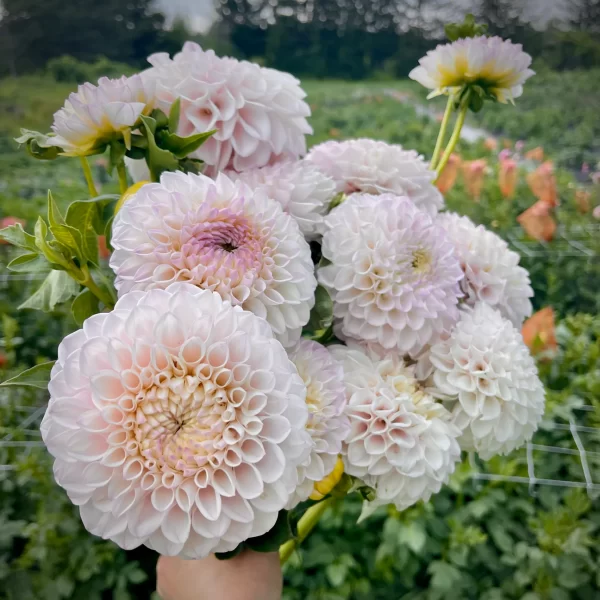 Pink Pearl Dahlia