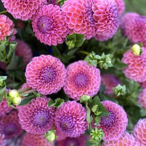 Caitlyn's Joy Dahlia