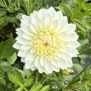 Blizzard Dahlia