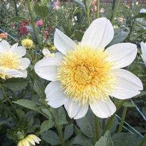Platinum Blonde Dahlia