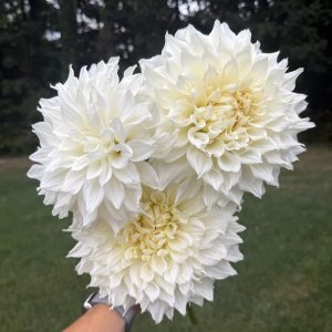 Fleurel Dahlia