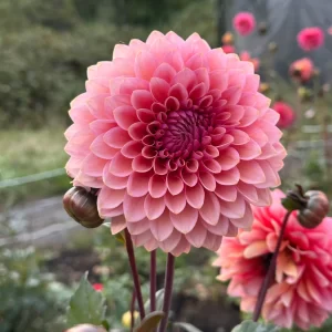 Sweet Sanne Dahlia