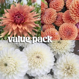 Value Pack: Terracotta, Cornel Bronze, + Boom Boom